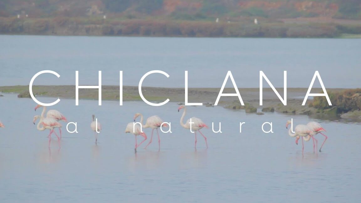 Flamencos caminando en aguas poco profundas frente al rótulo 'CHICLANA', imagen para Mercadillo Navideño de Chiclana