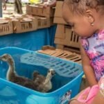 mercadillo agricola de puerto rico